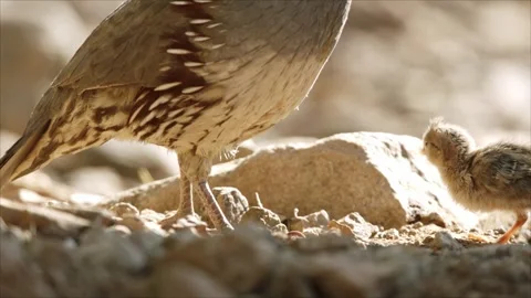 Quails with chicks in the desert 	 Stock Footage 269910760