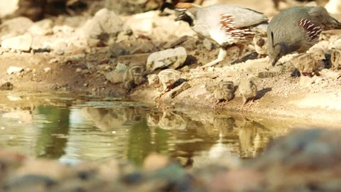 Quails with chicks at a water hole in the desert Stock Footage 269910309