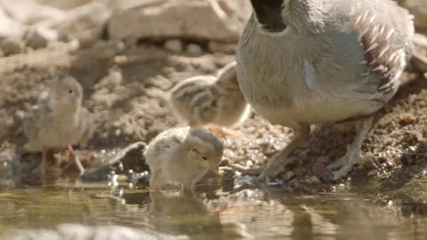 Quails with chicks at a water hole in the desert Stock Footage 269910615