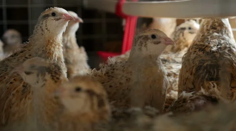 Quails. Close up. Stock Footage 66060454
