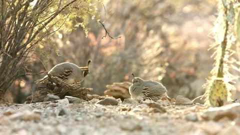 Quails in the desert  Stock Footage 269910484
