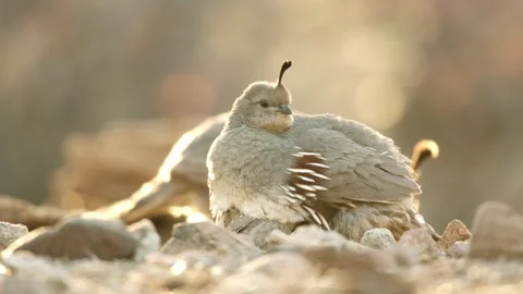 Quails in the desert Stock Footage 269910493