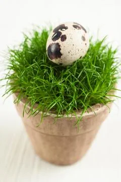 Quails egg on grass Stock Photos