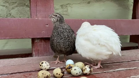 Quails with Eggs Stock Footage 319445952