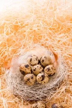 Quail's eggs Stock Photos