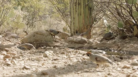 Quails fighting in the desert Stock Footage 269910641