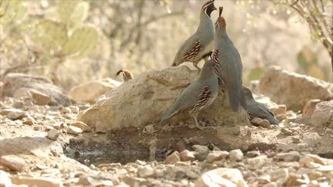 Quails fighting in the desert Stock Footage 269910654