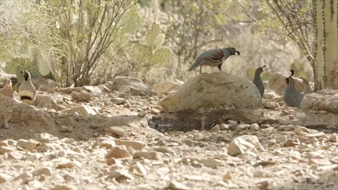 Quails fighting in the desert Stock Footage 269910661
