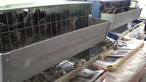 Quails Video stock 79615518