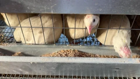 Quails gather inside a wire cage on a small poultry farm. Quail farming Видео 347085930