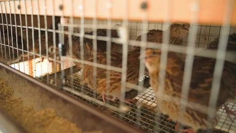 Quails of the Pharaoh breed walk around a small cage. It's a hot day and the Stock Footage 278536171