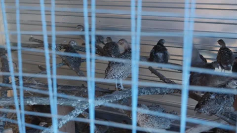 The quails sit on a branch on the farm Stock Footage 144578835