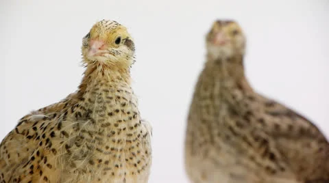 Quails on white background Stock Footage 23116059