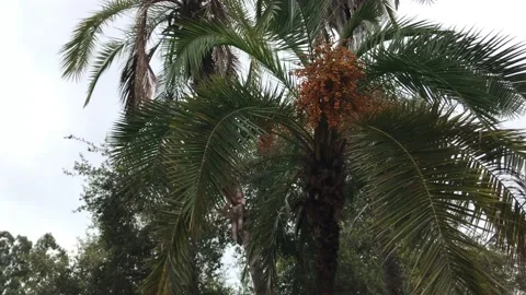 Quaint Medium Height Date Palm Tree Enjoying A Light Breeze Amidst Grey Skies 4K Stock Footage 126419979