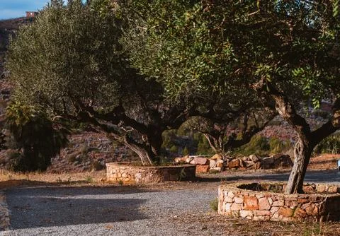 Quaint olive trees in stone-lined flowerbeds against a rocky slope Stock Photos