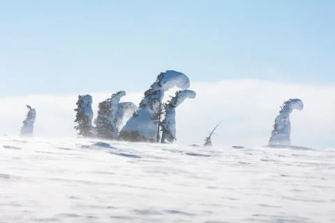 Quaint snow-covered trees Stock Photos