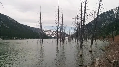 Quake Lake Dead Trees Stock Footage 168911264
