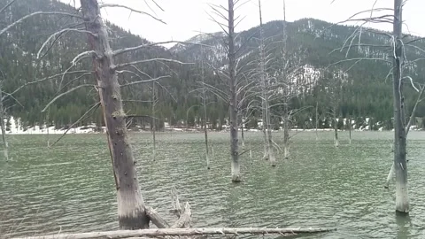 Quake Lake Dead Trees Pan Stock Footage 168911280