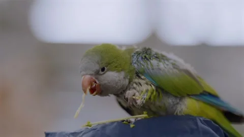 A Quaker parakeet feeds while perched on a visitor’s head at a bird cafe in Stock Footage 327399647