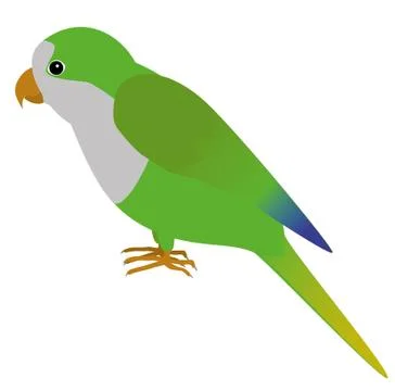 Quaker parrot Illustrazione stock