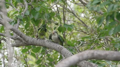 Quaker Parrot Pair Perched Quietly on Tree Branch Video stock 340855283