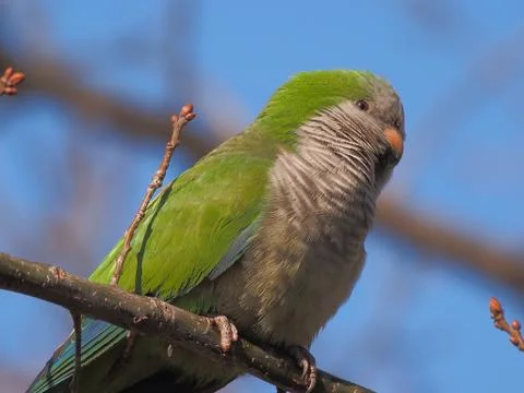 Quaker  Parrot Stock-Fotos