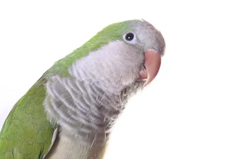 Quaker Parrot Stock Photos