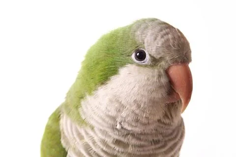 Quaker Parrot Stock Photos