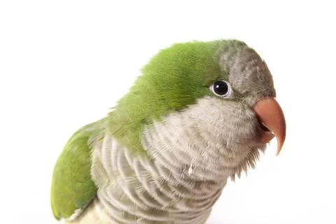 Quaker Parrot Stock Photos