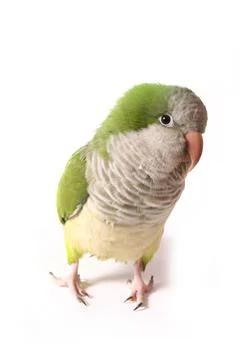 Quaker Parrot Stock Photos