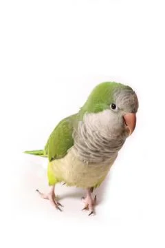 Quaker Parrot Stock Photos