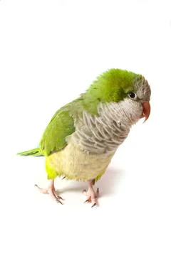 Quaker Parrot Stock Photos