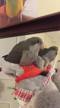 Quaker parrot Stock Photos