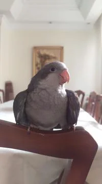 Quaker Parrot Stock Photos