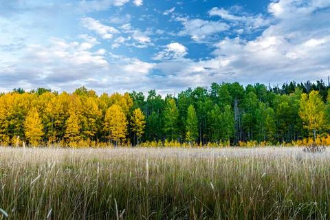 Quaking aspen (Populus tremuloides) Tree line Foto stock