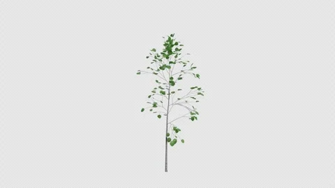 Quaking Aspen Sapling blowing in the wind Loop Animation. Alpha Channel Video stock 309470725