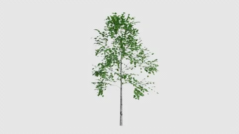 Quaking Aspen Sapling blowing in the wind Loop Animation. Alpha Channel Stock Footage 309470919