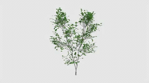 Quaking Aspen Sapling blowing in the wind Loop Animation. Alpha Channel Stock Footage 309471134