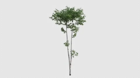 Quaking Aspen Sapling Swaying in Wind Loop Animation with Alpha Channel Stockbeeldmateriaal 346278529
