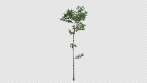 Quaking Aspen Sapling Swaying in Wind Loop Animation with Alpha Channel Video stock 346278580