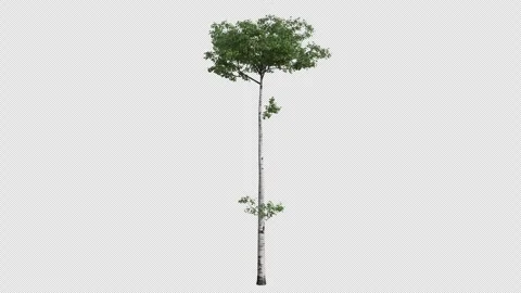 Quaking Aspen Sapling Swaying in Wind Loop Animation with Alpha Channel Stockbeeldmateriaal 346278685
