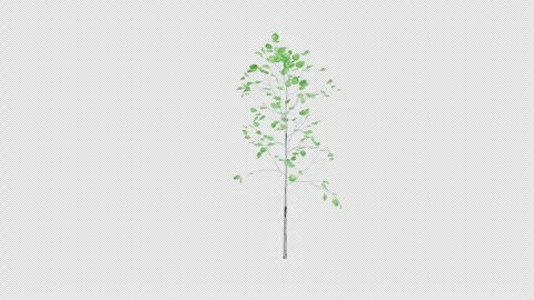 Quaking aspen sapling tree swaying in wind on transparent background 库存影片 332166271