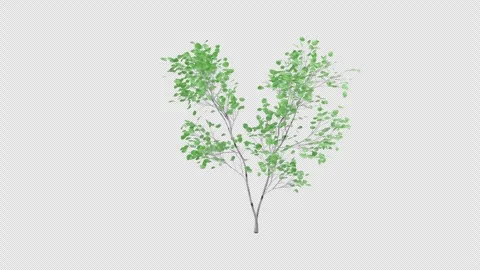 Quaking aspen sapling tree swaying in wind on transparent background 库存影片 332166466