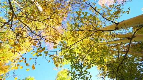 Quaking aspen trees in Vail Colorado low angle looking up 360 roll Stock Footage 282938882