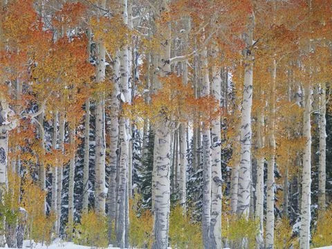 QUAKING ASPENS IN FALL Foto stock