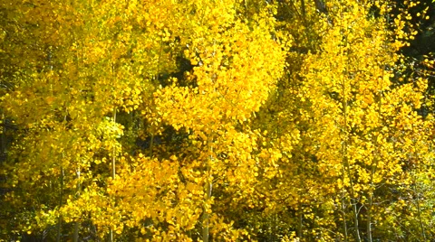 Quaking Aspens New Mexico Stock Footage 42810219