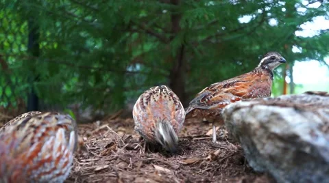 Qual eating in mulch in front of trees next to black fence Stock Footage 66558699