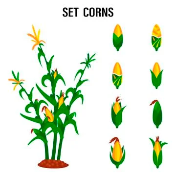 Qualitative original trendy vector set with sweet golden corn. A bunch of cor Stock Illustration