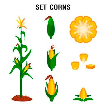 Qualitative original trendy vector set with sweet golden corn. A bunch of cor Stock Illustration