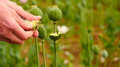 The quality check. Field with green Papaver somniferum, the type of poppy Stock Footage 65527532